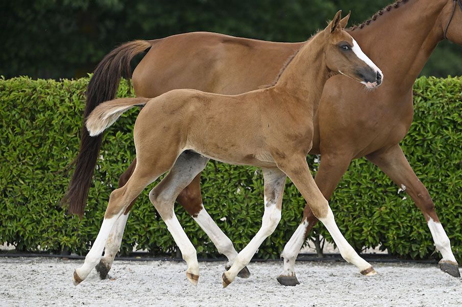 UPICCO V.V. Z - The genes of WC & NC Winner UTAMARO D UPICCO V.V. Z - The genes of WC & NC Winner UTAMARO D